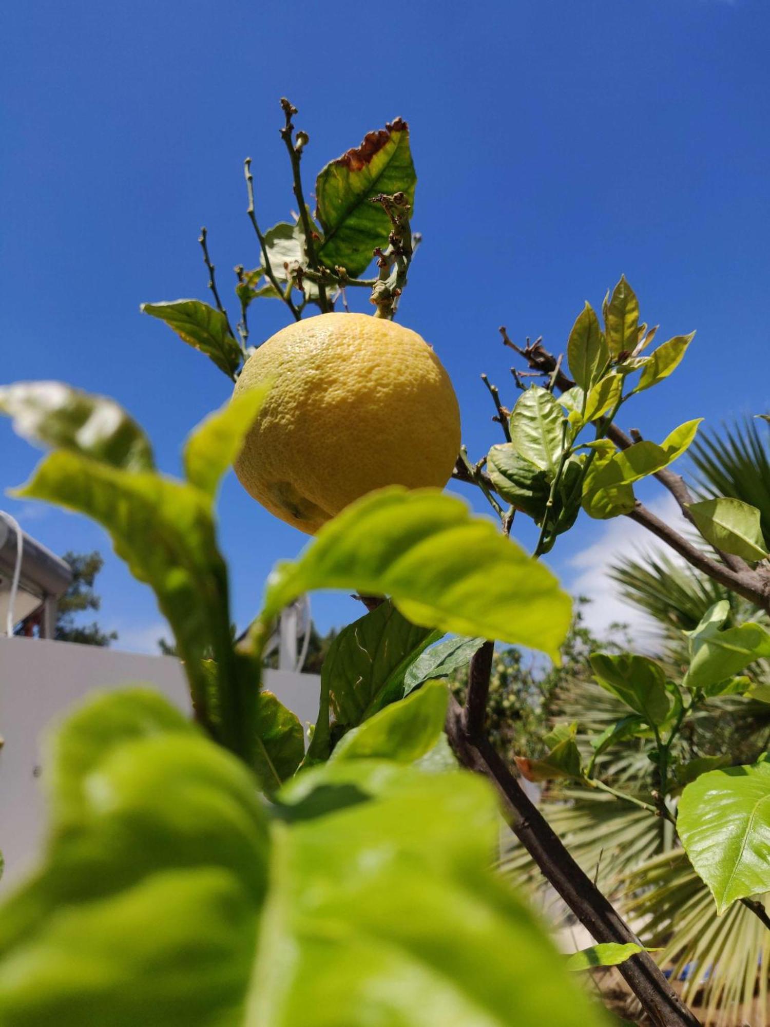 Aphrodite Studios Kalymnos Myrties Buitenkant foto